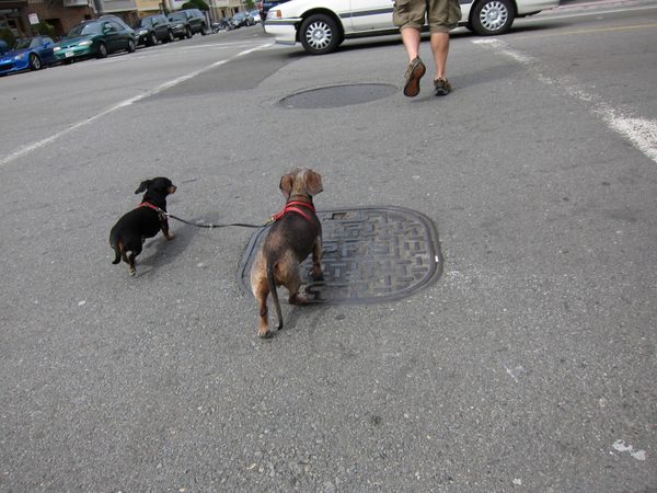 Dogs